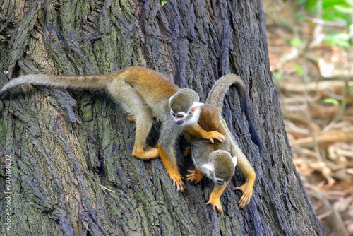 A pair of squirrel monkeys (Saimiri sciureus) playing a game in a tree