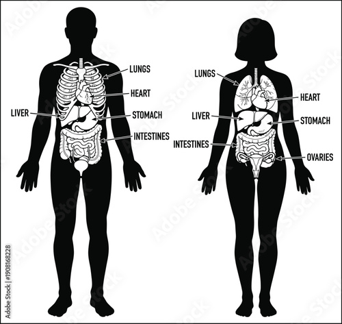 Anatomical vector illustration showing male and female silhouettes with internal organs including heart, lungs, liver, stomach, intestines, and reproductive system on white background