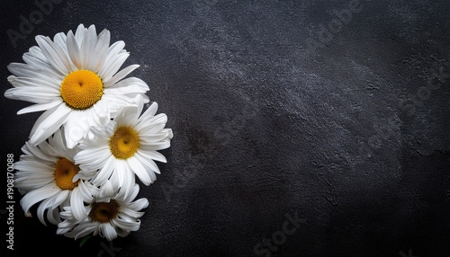 sympathy card with white marguerite daisies on dark grunge background with copy space funeral flowers grief death loss ceremony floral sadness cemetery mourning dead