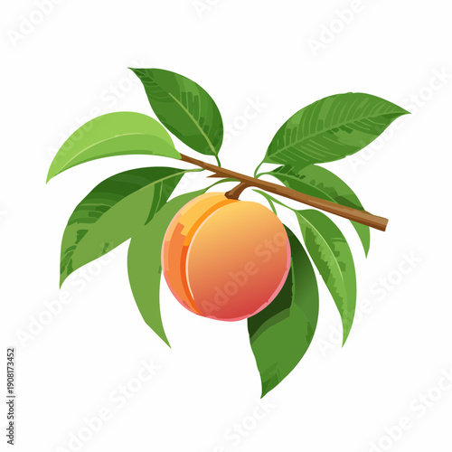 Dojrzały owoc brzoskwini widoczny na gałązce z zielonymi listkami