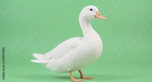 Duck against green-screen background.4k video.