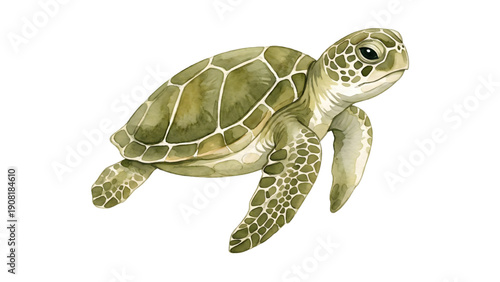 Realistic watercolor green sea turtle swimming isolated