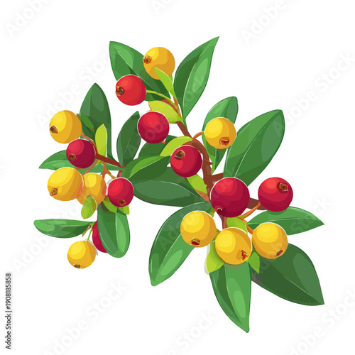 Hypericum Berries, rendered in a minimalist 2D flat vector icon style against a pure white backdrop