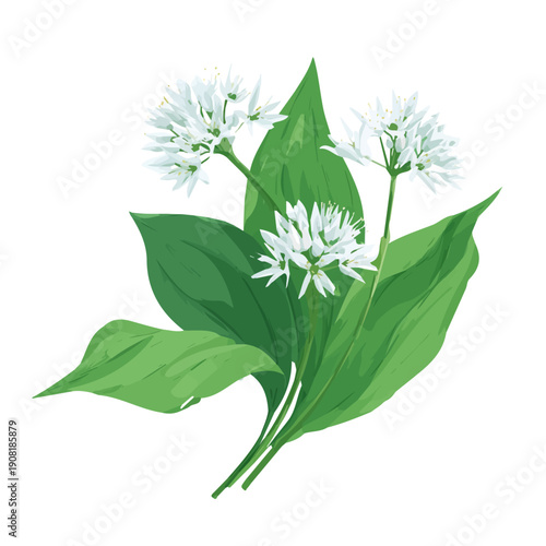 Minimalist 2D vector icon representation of a Wild Garlic, displayed on a pure white background