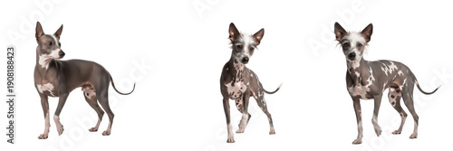 Schilderij op canvas Peruvian Inca Orchid dog isolated on white background, PIO Dog, Perro Sin Pelo d