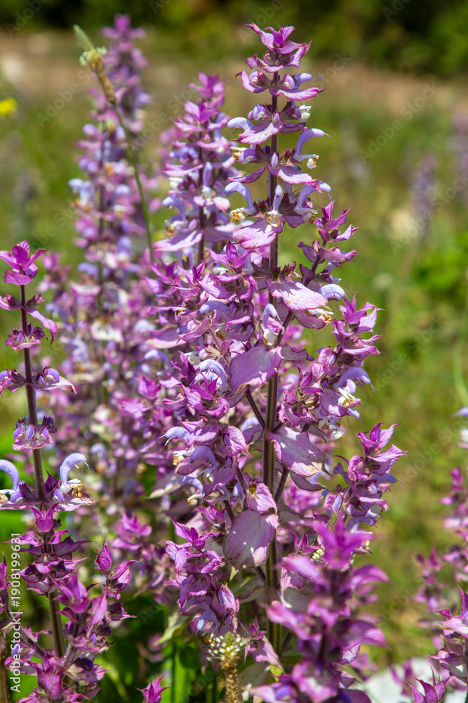 Obraz premium Salvia sclarea Large aromatic leaves and decorative lilac flower bracts used in aromatherapy. Very therapeutic fragrance.