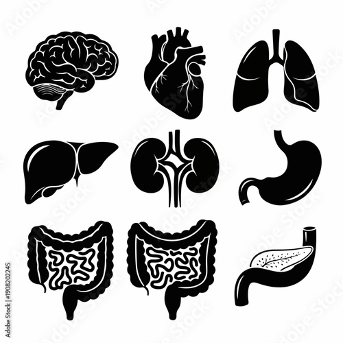Anatomy Icon Set: Essential Human Internal Organs Silhouettes including Brain, Heart, Lungs, Liver, Kidneys, and Digestive System.