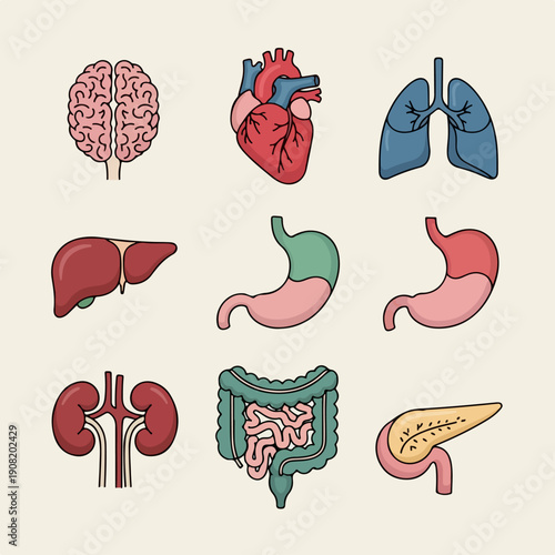 Vector collection of essential human internal organs icons: brain, heart, lungs, liver, stomach, kidneys, and digestive system elements.