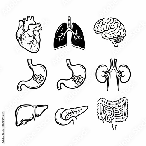 Collection of human internal organs vector icons set, including heart, brain, lungs, stomach cancer, kidneys, liver, pancreas, and intestines in black and white silhouette style.