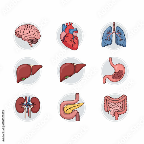 Set of nine colorful icons showing essential human internal organs like the brain, heart, lungs, liver, stomach, and kidneys for anatomy education.