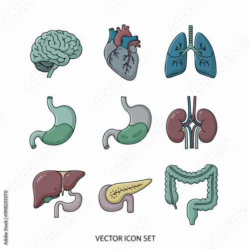 Colorful vector icon set illustrating major human internal organs: brain, heart, lungs, stomach, kidneys, liver, and pancreas for medical diagrams.