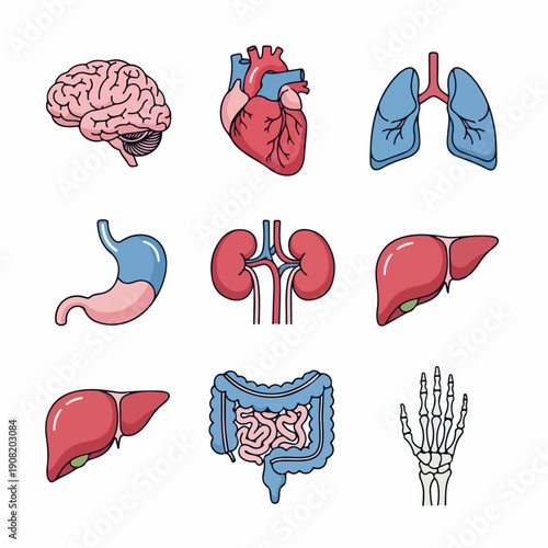 Human Anatomy Icons Set: Colorful illustrations of vital organs including brain, heart, lungs, liver, kidneys, stomach, intestines, and hand skeleton.