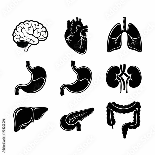 Minimalist black glyph set of nine major human organs: Brain, Heart, Lungs, Stomach, Liver, Kidneys, Pancreas, and Intestines.