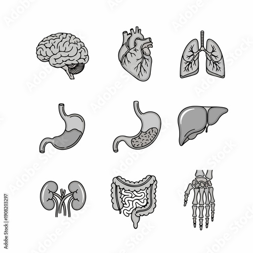 Cartoon human internal organs and skeleton icon set isolated on white background. Medical illustration of brain, heart, lungs, digestive system, and kidneys.