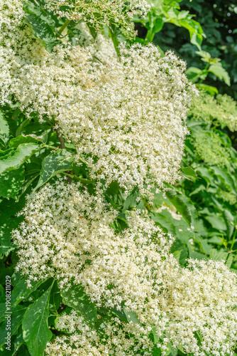 White elderberry flowers (Sambucus nigra) blooming amidst lush green leaves in a natural outdoor setting on a sunny day.