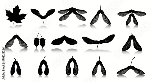 Black silhouette vector collection of various maple tree leaves and samara seeds with reflections, isolated on white background