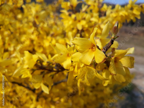 Forsythia(Golden bell flowers) in spring .
