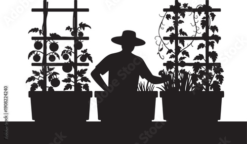 Silhouette of a gardener tending to tomato plants in large pots with trellises
