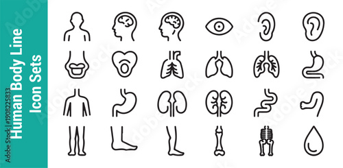 Human body line icon sets for medical education and healthcare projects including internal organs and anatomy