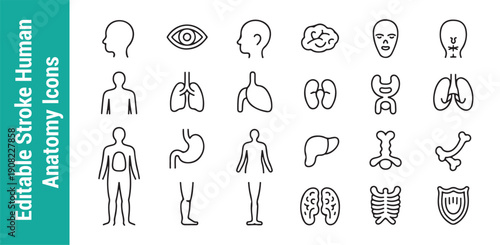Editable stroke human anatomy icons set body parts and internal organs with outline design vector graphics