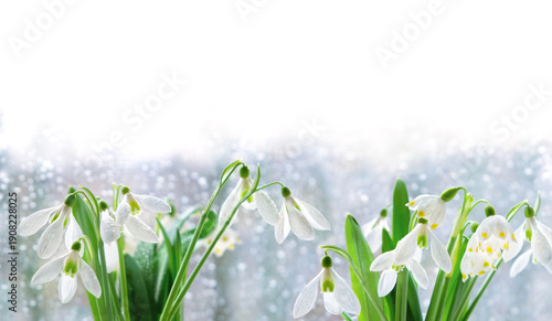 Photos white snowdrops flowers close up on abstract light nature background