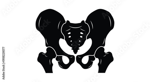 Black and white illustration of a human pelvis and sacrum bone structure