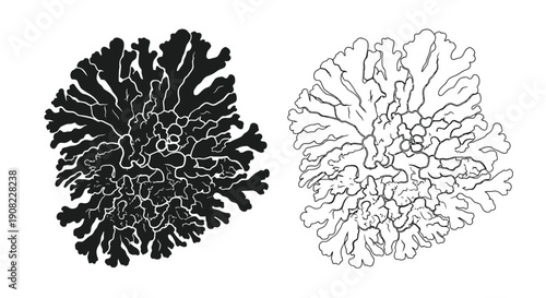 Two stylized coral illustrations one dark and one light