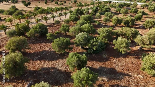 Wallpaper Mural Aerial Drone View Over Olive Orchards and Rural Farmland in Puglia, Italy Torontodigital.ca