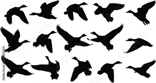 Flying duck and goose silhouette collection showing waterfowl birds in flight, black vector illustration set for wildlife nature themes, hunting concepts and creative design projects