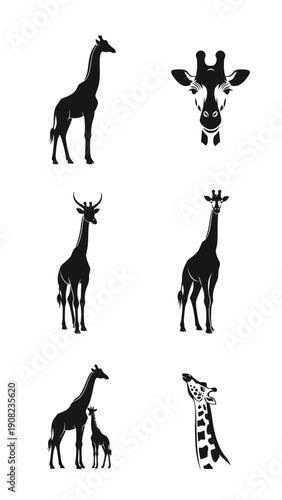 Set of Giraffe Silhouettes: Full Body, Head, and Calf Illustrations