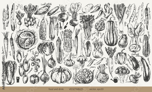 Hand drawn ink vegetable silhouettes with textures set. Tomato, cucumber, bell pepper, zucchini, pumpkin, butternut, squash, corn, onion, radish, potato, asparagus, artichoke, cabbage, kohlrabi.