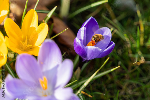 Close-up of a bee collecting nectar inside a blooming crocus flower in early spring. Concept of pollination, biodiversity, springtime, ecology, sustainability, and harmony of nature.