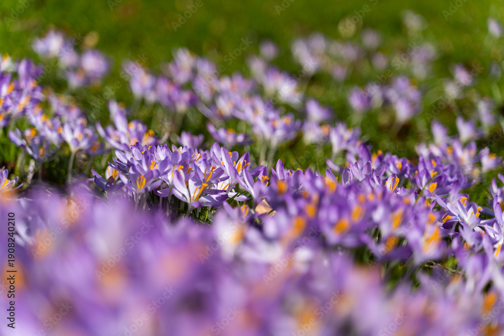 Obraz premium Colorful crocus flowers blooming in early spring. Low angle perspective with shallow depth of field, vibrant purple flowers, green grass. Concept of spring, urban nature, seasonal change, freshness.