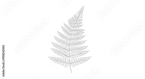 Elegant botanical line art illustration of a single graceful fern frond, perfect for natural and eco-friendly design projects