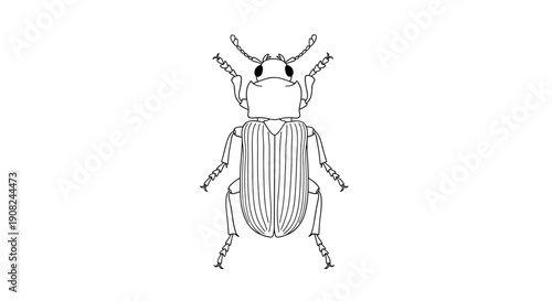 Anatomical line art of a ground beetle showing detailed segments and antenna isolated on a white background for educational use.