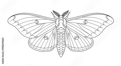 Detailed line art drawing of a large moth with feathered antennae and intricate wing patterns isolated on a white background.
