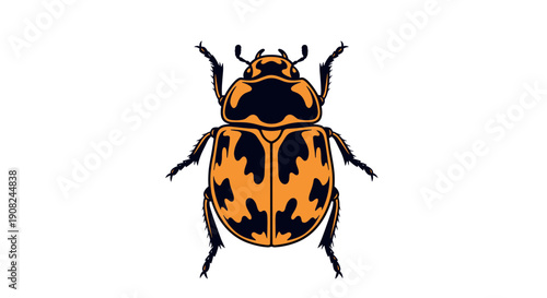 Detailed illustration of a beetle with a distinctive orange and black pattern on its shell isolated on a white background.