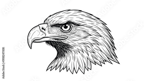 Powerful head shot illustration of a strong eagle, drawn in a classic vintage engraving style, symbolizing freedom and strength.