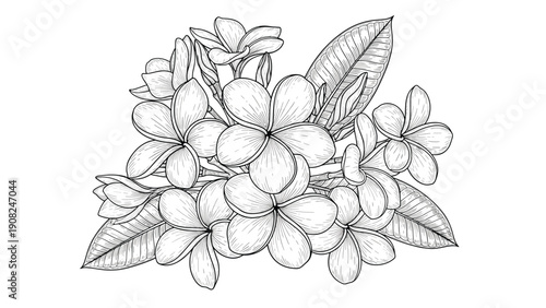 Beautiful detailed outline illustration of frangipani blossoms and foliage, drawn in a vintage engraving style, ideal for textile design.
