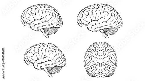 Detailed anatomical diagrams of the human brain from various perspectives, drawn in a clear outline style for educational purposes.