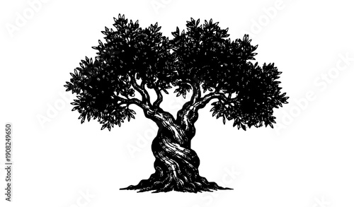 Vintage engraved olive tree vector illustration isolated on white