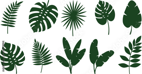 Collection of various tropical leaf shapes and types on white background