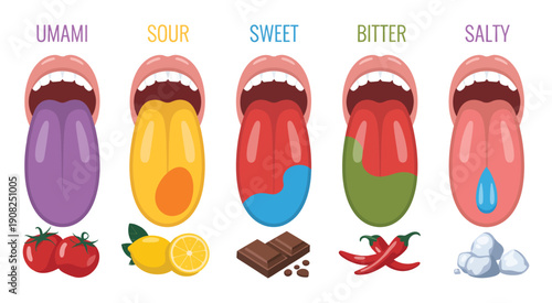 Mouth Taste Map Vector – Human Tongue Flavors Illustration for Sweet, Salty, Sour, Bitter, Umami