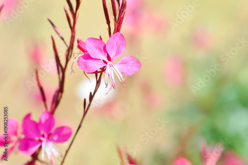Butterfly Gaura, Crimson Butterflies, Gaura lindheimeri Engelm and A Gray, ONAGRACEAE, Siskiyou Pink