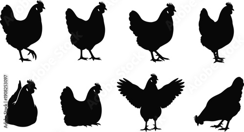 Black chicken silhouettes set featuring hen poses like walking standing sitting and spreading wings isolated on white for farm graphic design