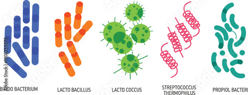  Probiotic bacteria illustration showing bifidobacterium lactobacillus lactococcus streptococcus thermophilus and propionibacterium for gut health microbiology education vector infographic science con