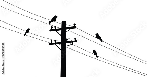 Silhouettes of birds perched on a telephone pole and wires Keywords: silhouette, birds, telephone pole, wires, electricity
