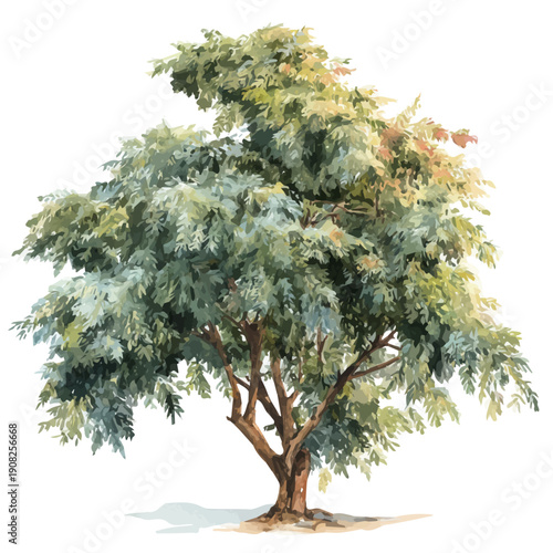 Tableau sur toile Neem Tree, watercolor vector, isolated on a white background.