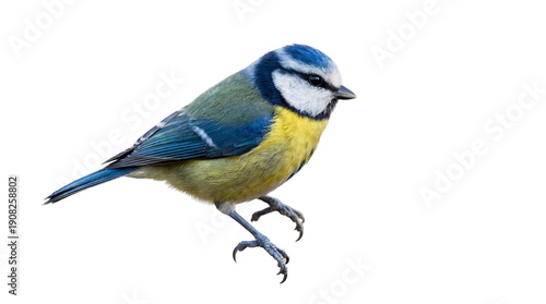 Blue tit bird with yellow chest and blue cap, small songbird isolated PNG with Transparent Background