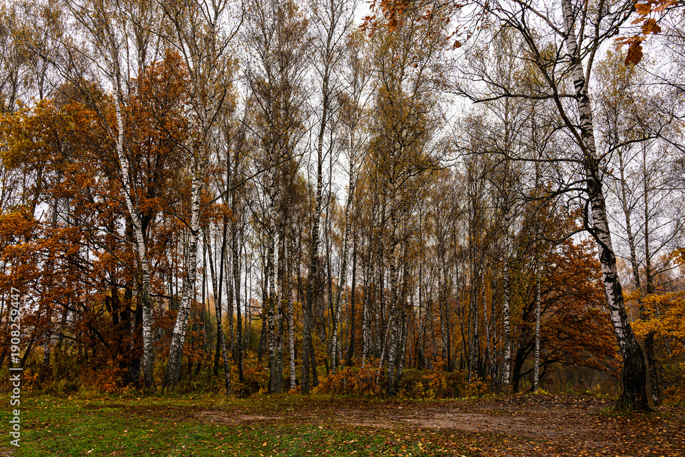 Obraz premium Autumn forest with birches and trees with golden yellow foliage. Natural scenic landscape during fall season for background.